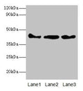 Western blot
All lanes: Actb antibody at 2µg/ml
Lane 1: Mouse spleen tissue
Lane 2: 293T whole cell lysate
Lane 3: Hela whole cell lysate
Secondary
Goat polyclonal to rabbit IgG at 1/10000 dilution
Predicted band size: 42 kDa
Observed band size: 42 kDa