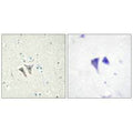 Immunohistochemistry analysis of paraffin-embedded human brain tissue, using ACTR-1C antibody.