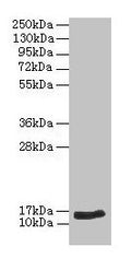 Western blot
All lanes: NPPB antibody at 2µg/ml + Hela whole cell lysate
Secondary
Goat polyclonal to rabbit IgG at 1/10000 dilution
Predicted band size: 15 kDa
Observed band size: 15 kDa