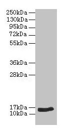 Western blot
All lanes: NPPB antibody at 2µg/ml + Hela whole cell lysate
Secondary
Goat polyclonal to rabbit IgG at 1/10000 dilution
Predicted band size: 15 kDa
Observed band size: 15 kDa