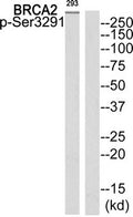 Western blot analysis of extracts from 293 cells using BRCA2 (Phospho-Ser3291) Antibody.The lane on the right is treated with the antigen-specific peptide.