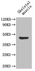 Western Blot
Positive WB detected in: Mouse skeletal muscle tissue
All lanes: MFGE8 antibody at 1.6µg/ml
Secondary
Goat polyclonal to rabbit IgG at 1/50000 dilution
Predicted band size: 44, 32, 38, 39 kDa
Observed band size: 44 kDa