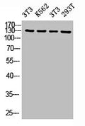 Western Blot analysis of NIH-3T3 K562 NIH-3T3 293T cells using NICE4 Polyclonal Antibody