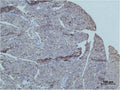 Immunohistochemical analysis of paraffin-embedded Mouse PancreasTissue using TRIM72 Polyclonal Antibody.