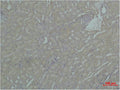 Immunohistochemical analysis of paraffin-embedded Mouse Kidney Tissue using HSP90A Polyclonal Antibody.