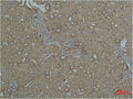 Immunohistochemical analysis of paraffin-embedded Mouse Kidney Tissue using HSP27 Polyclonal Antibody.