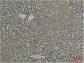 Immunohistochemical analysis of paraffin-embedded Mouse Kidney Tissue using HSP60 Polyclonal Antibody.