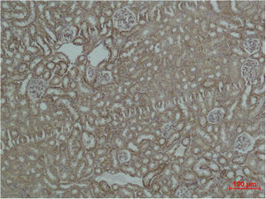 Immunohistochemical analysis of paraffin-embedded Mouse Kidney Tissue using HSP60 Polyclonal Antibody.