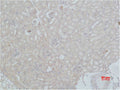 Immunohistochemical analysis of paraffin-embedded Mouse Kidney Tissue using HSC 70 Polyclonal Antibody.