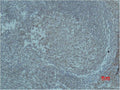 Immunohistochemical analysis of paraffin-embedded human Tonsil Tissue using HIF-1β Polyclonal Antibody.