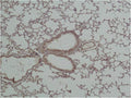 Immunohistochemical analysis of paraffin-embedded Mouse Lung Tissue using GSK3β Polyclonal Antibody.
