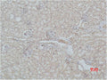 Immunohistochemical analysis of paraffin-embedded Mouse Kidney Tissue using Mas1 Polyclonal Antibody.