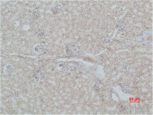 Immunohistochemical analysis of paraffin-embedded Mouse Kidney Tissue using Mas1 Polyclonal Antibody.
