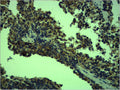 TLR4 Antibody – Figure 1 of 1