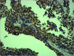 TLR4 Antibody – Figure 1 of 1