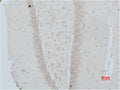 Immunohistochemical analysis of paraffin-embedded Rat Brain Tissue using NMBR Polyclonal Antibody.