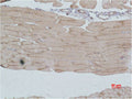 Immunohistochemical analysis of paraffin-embedded Mouse Skeletal MuscleTissue using IGFN1 Polyclonal Antibody.