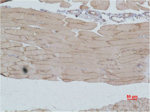 Immunohistochemical analysis of paraffin-embedded Mouse Skeletal MuscleTissue using IGFN1 Polyclonal Antibody.