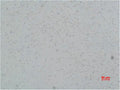 Immunohistochemical analysis of paraffin-embedded Rat Brain Tissue using L-type Ca++ CP γ5 Polyclonal Antibody.