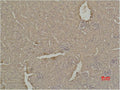 Immunohistochemical analysis of paraffin-embedded Mouse Kidney Tissue using SOD1 Polyclonal Antibody.