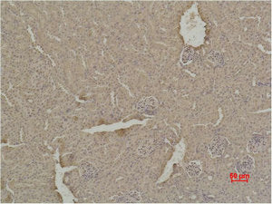 Immunohistochemical analysis of paraffin-embedded Mouse Kidney Tissue using SOD1 Polyclonal Antibody.