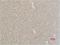 Immunohistochemical analysis of paraffin-embedded Mouse Kidney Tissue using SOD2 Polyclonal Antibody.