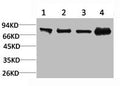 Western blot analysis of 1) 3T3, 2) Raw264.7, 3) Rat Kidney Tissue, 4) Rat Liver Tissue using PI 3-kinase p85α Polyclonal Antibody.