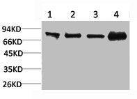 Western blot analysis of 1) 3T3, 2) Raw264.7, 3) Rat Kidney Tissue, 4) Rat Liver Tissue using PI 3-kinase p85α Polyclonal Antibody.