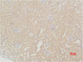 Immunohistochemical analysis of paraffin-embedded Mouse Kidney Tissue using SOD2 Polyclonal Antibody.