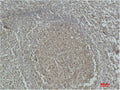 Immunohistochemical analysis of paraffin-embedded Human Tonsil Tissue using Caspase-3 Polyclonal Antibody.