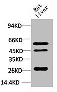 TGFB1 Antibody – Figure 1 of 1