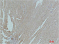 Immunohistochemical analysis of paraffin-embedded Mouse Heart Tissue using PPAR-γ Polyclonal Antibody.