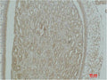 Immunohistochemical analysis of paraffin-embedded Mouse KidneyTissue using Actinin-α1 Polyclonal Antibody.