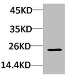HSPB8 Antibody – Figure 1 of 1