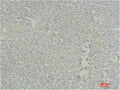Immunohistochemical analysis of paraffin-embedded Human Tonsil Tissue using Stat4 Polyclonal Antibody.