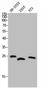Western blot analysis of SH-SY5Y 293T 3T3 lysis using TNF α antibody.