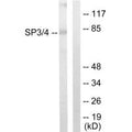 Western blot analysis of extracts from Jurkat cells, using SP3/4 antibody.