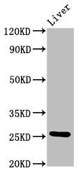 Western Blot
Positive WB detected in: Rat liver tissue
All lanes: Vegfa antibody at 4.8µg/ml
Secondary
Goat polyclonal to rabbit IgG at 1/50000 dilution
Predicted band size: 26, 23, 21, 18 kDa
Observed band size: 26 kDa