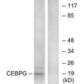 Western blot analysis of extracts from RAW264.7 cells, using CEBPG antibody.