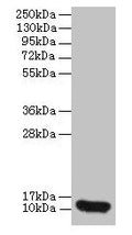 Western blot
All lanes: CXCL8 antibody at 2µg/ml + 293T whole cell lysate
Secondary
Goat polyclonal to rabbit IgG at 1/10000 dilution
Predicted band size: 12 kDa
Observed band size: 12 kDa