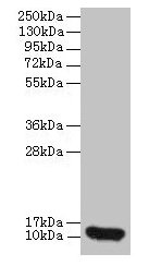 Western blot
All lanes: CXCL8 antibody at 2µg/ml + 293T whole cell lysate
Secondary
Goat polyclonal to rabbit IgG at 1/10000 dilution
Predicted band size: 12 kDa
Observed band size: 12 kDa