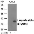 Western blot analysis of extracts from COS-7 cells using I kappaB- alpha (Phospho-Tyr305) Antibody.The lane on the left is treated with the antigen-specific peptide.