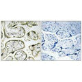 Immunohistochemistry analysis of paraffin-embedded human placenta tissue using MRPS32 antibody.
