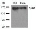 Western blot analysis of extracts from 293 and Hela cells using ASK1(Ab-966) Antibody.