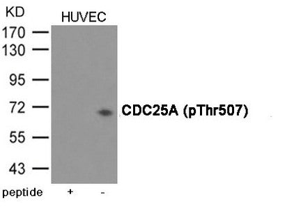 Western blot analysis of extracts from HUVEC cells using CDC25A (Phospho-Thr507) Antibody.The lane on the left is treated with the antigen-specific peptide.