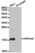 Western blot analysis of extracts of HeLa cell line and H3 protein expressed in E.coli., using H3K4me2 antibody.