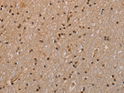 GADD45A Antibody – Figure 1 of 2