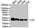 Western Blot
Positive WB detected in: recombinant protein
All lanes: rplI Antibody at 1:1000
Secondary
Goat polyclonal to rabbit IgG at 1/50000 dilution
Predicted band size: 23 kDa
Observed band size: 27 kDa