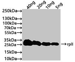 Western Blot
Positive WB detected in: recombinant protein
All lanes: rplI Antibody at 1:1000
Secondary
Goat polyclonal to rabbit IgG at 1/50000 dilution
Predicted band size: 23 kDa
Observed band size: 27 kDa