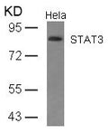 Western blot analysis of extracts from Hela cells using STAT3(Ab-727) Antibody.